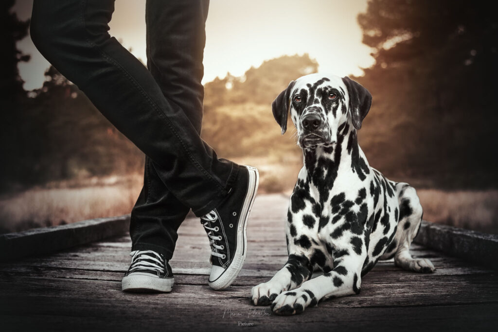 Marion Klaaßen Picture Hundefotografie am Niederrhein und Umgebung