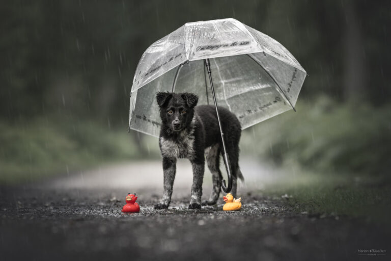 Marion Klaaßen Picture Hundefotografie am Niederrhein und Umgebung Caydenweb-17-4