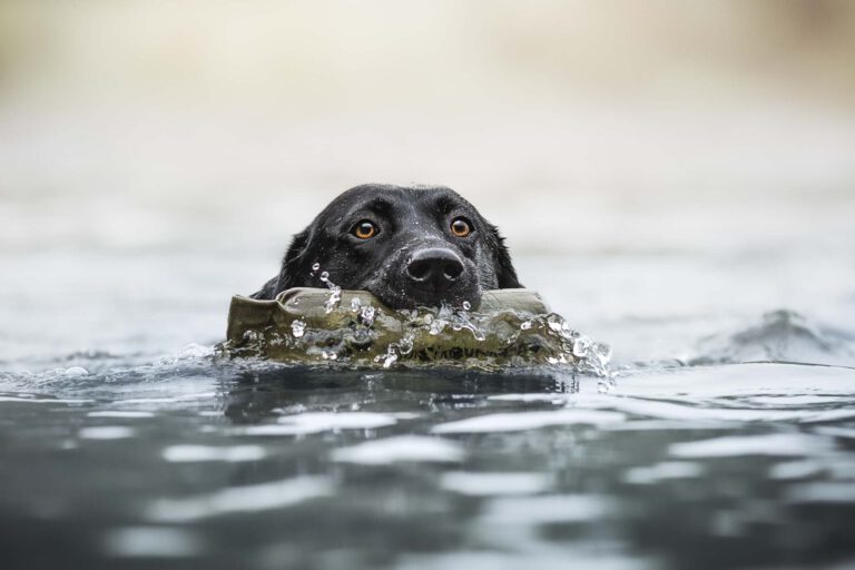 Marion Klaaßen Picture Hundefotografie am Niederrhein und Umgebung