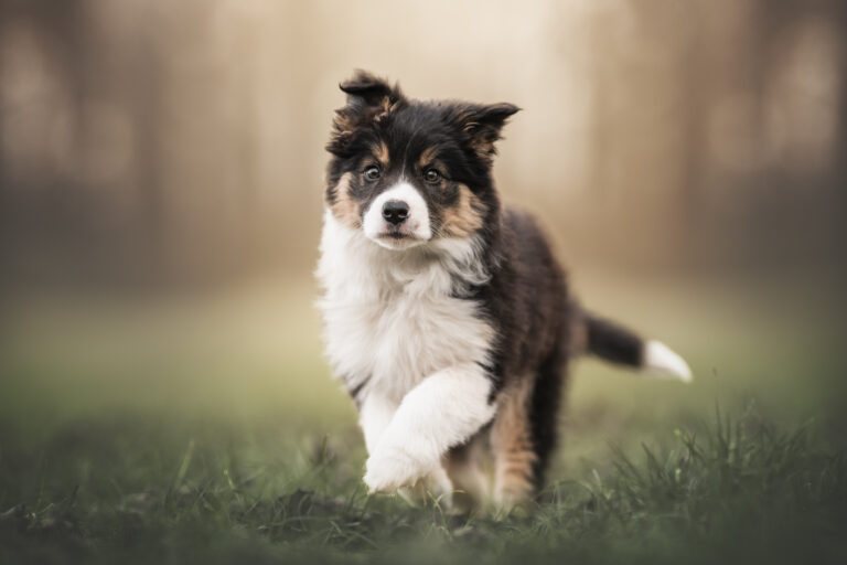 Marion Klaaßen Picture Hundefotografie am Niederrhein und Umgebung Marion Klaaßen Picture Hundefotografie am Niederrhein und Umgebung