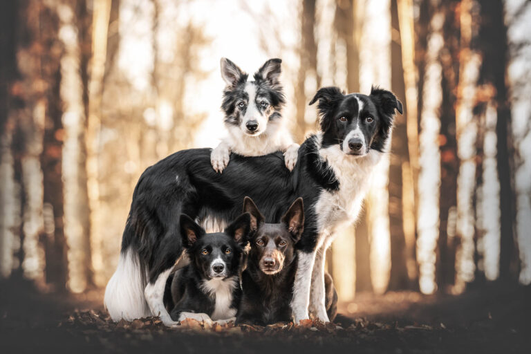 Marion Klaaßen Picture Hundefotografie am Niederrhein und Umgebung Hundegruppe Shooting Hundefotografie mit vier Hunden