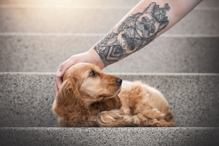 Marion Klaaßen Picture Hundefotografie am Niederrhein und Umgebung Hundefotografie am Niederrhein und Umgebung