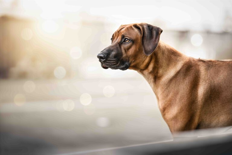 Marion Klaaßen Picture Hundefotografie am Niederrhein und Umgebung