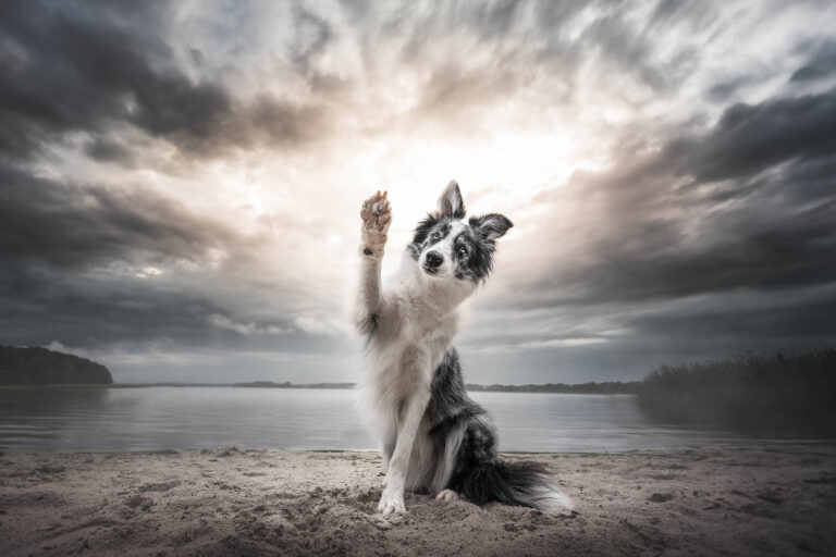 Marion Klaaßen Picture Hundefotografie am Niederrhein und Umgebung Hundefotografie am Niederrhein und Umgebung