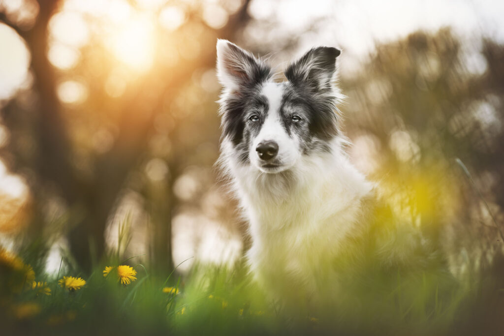 Marion Klaaßen Picture Hundefotografie am Niederrhein und Umgebung