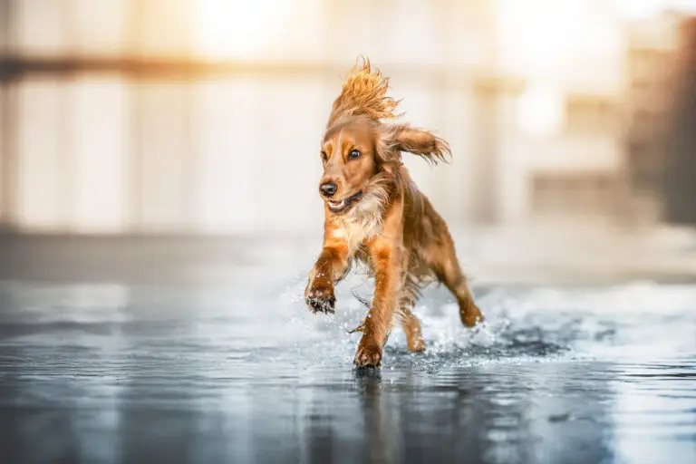Marion Klaaßen Picture Hundefotografie am Nierrhein und Umgebung