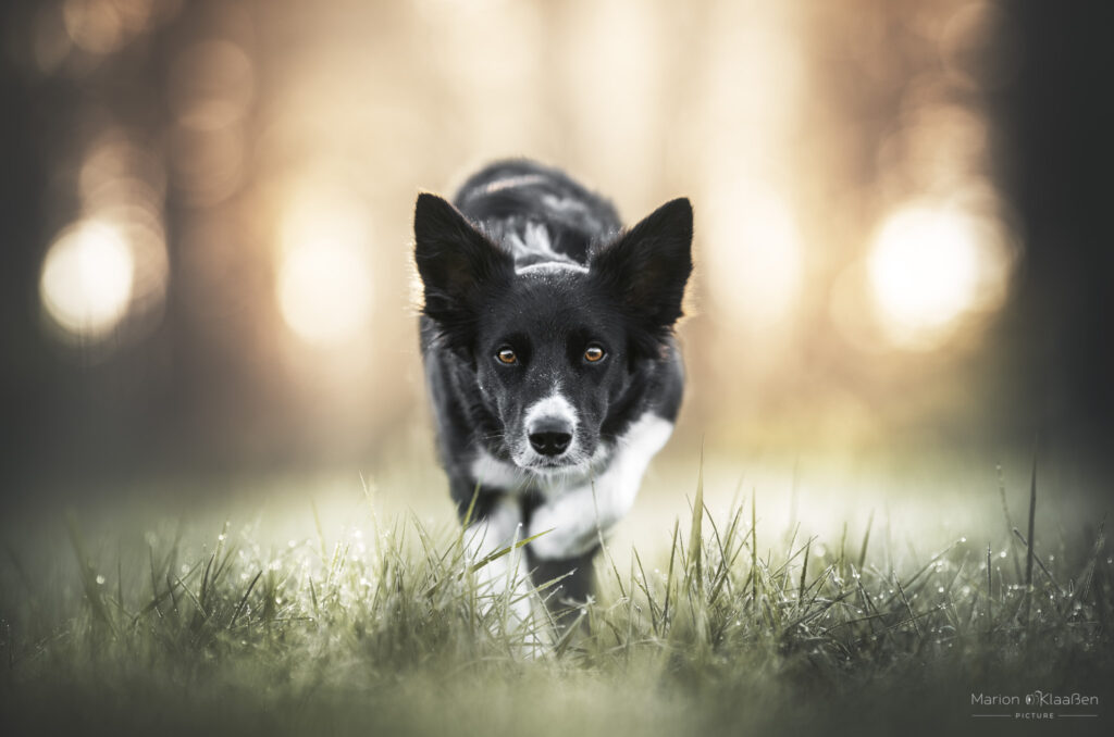 Marion Klaaßen Picture Hundefotografie am Niederrhein und Umgebung