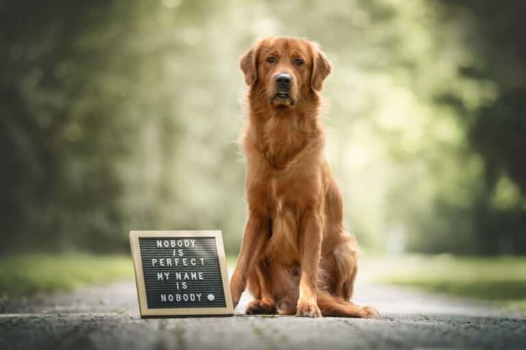 Marion Klaaßen Picture Hundefotografie am Niederrhein und Umgebung