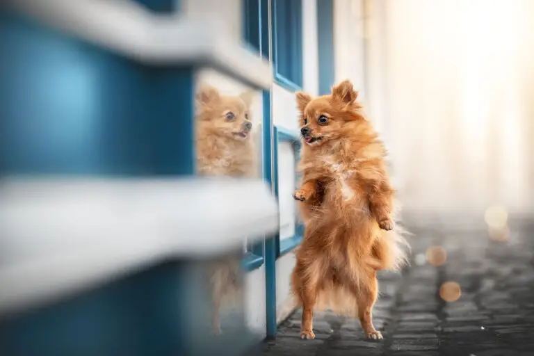 Marion Klaaßen Picture Hundefotografie am Niederrhein und Umgebung Marion Klaaßen Picture Hundefotografie am Nierrhein und Umgebung