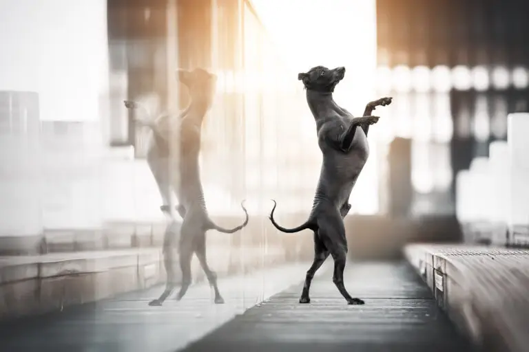 Marion Klaaßen Picture Hundefotografie am Niederrhein und Umgebung Marion Klaaßen Picture Hundefotografie am Nierrhein und Umgebung