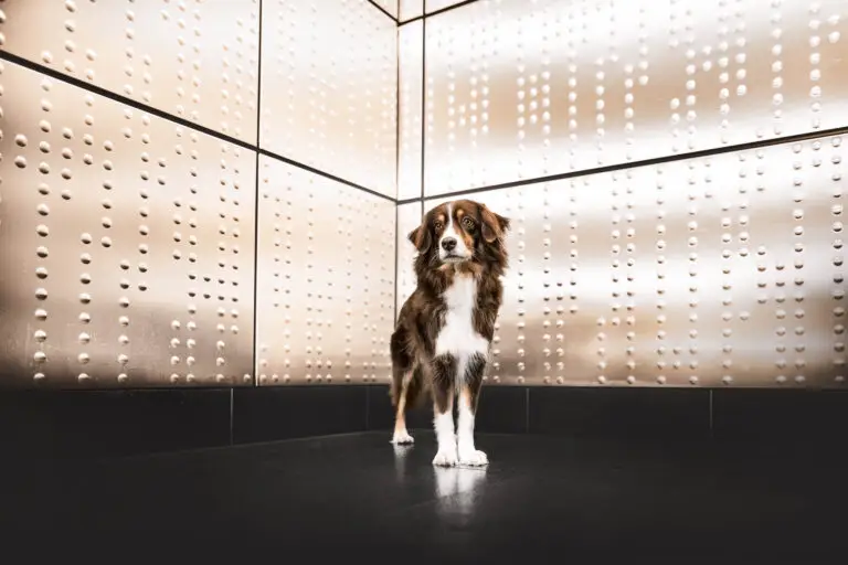 Marion Klaaßen Picture Hundefotografie am Niederrhein und Umgebung Nikon z8