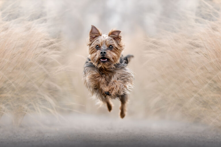 Marion Klaaßen Picture Hundefotografie am Niederrhein und Umgebung