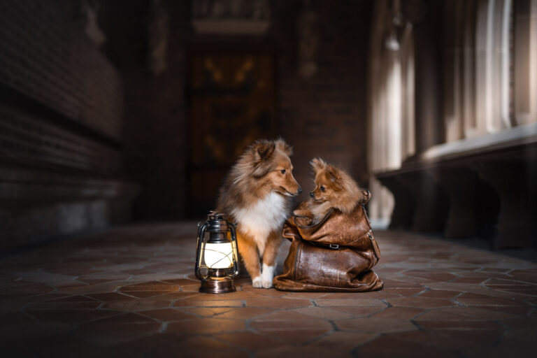 Marion Klaaßen Picture Hundefotografie am Niederrhein und Umgebung
