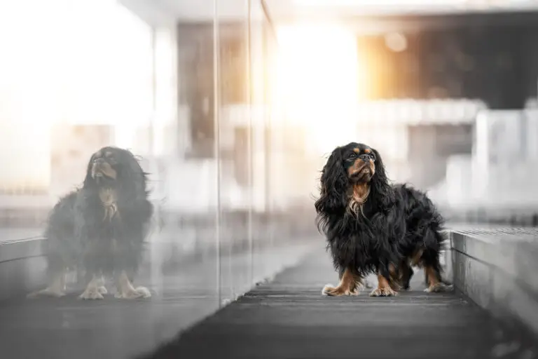 Marion Klaaßen Picture Hundefotografie am Niederrhein und Umgebung