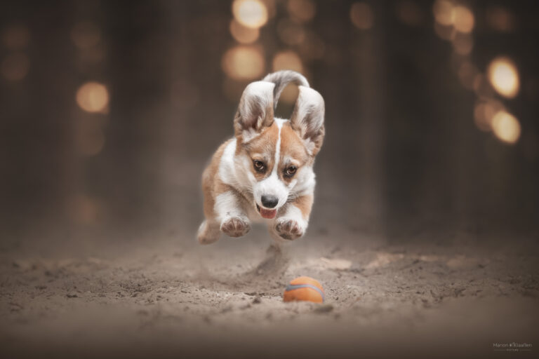Hundefotografie am Niederrhein und Umgebung